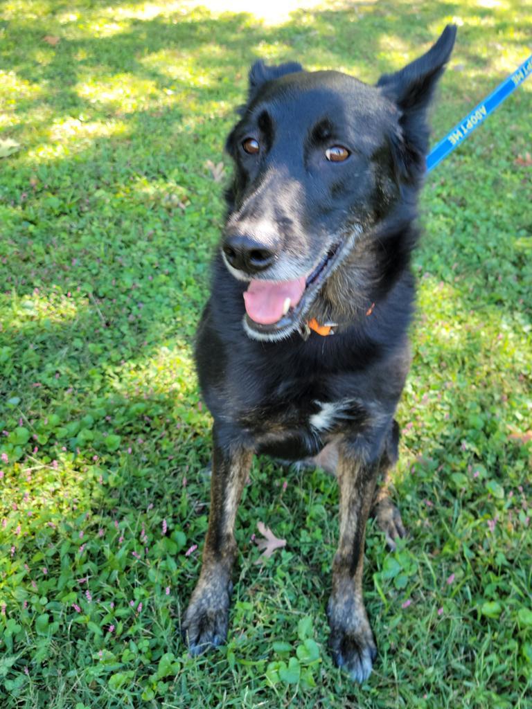 Shellie, an adoptable Shepherd in Madison, AL, 35758 | Photo Image 6