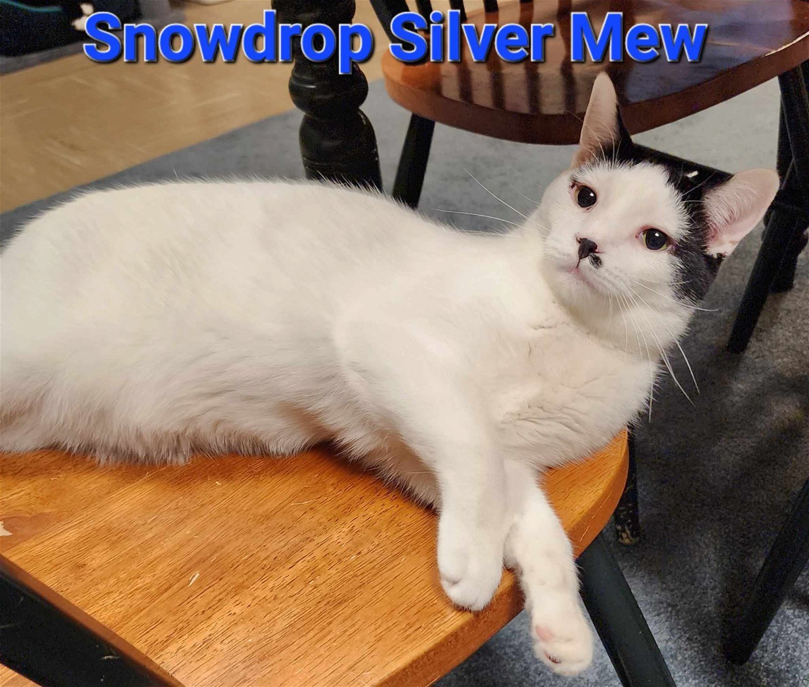Snowdrop Silver Mew, an adoptable Domestic Short Hair in Rochester, NY, 14626 | Photo Image 1