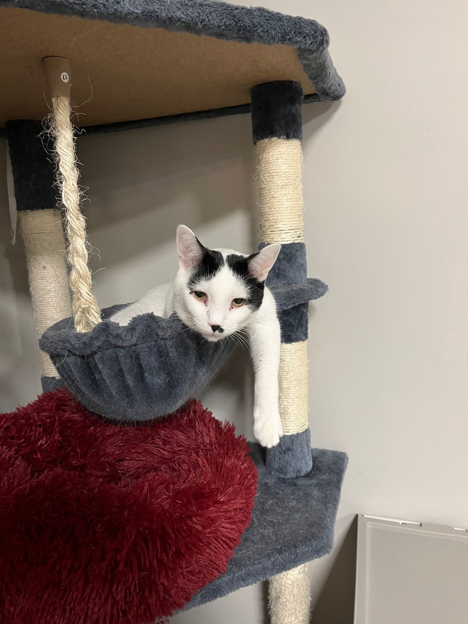 Snowdrop Silver Mew, an adoptable Domestic Short Hair in Rochester, NY, 14626 | Photo Image 1