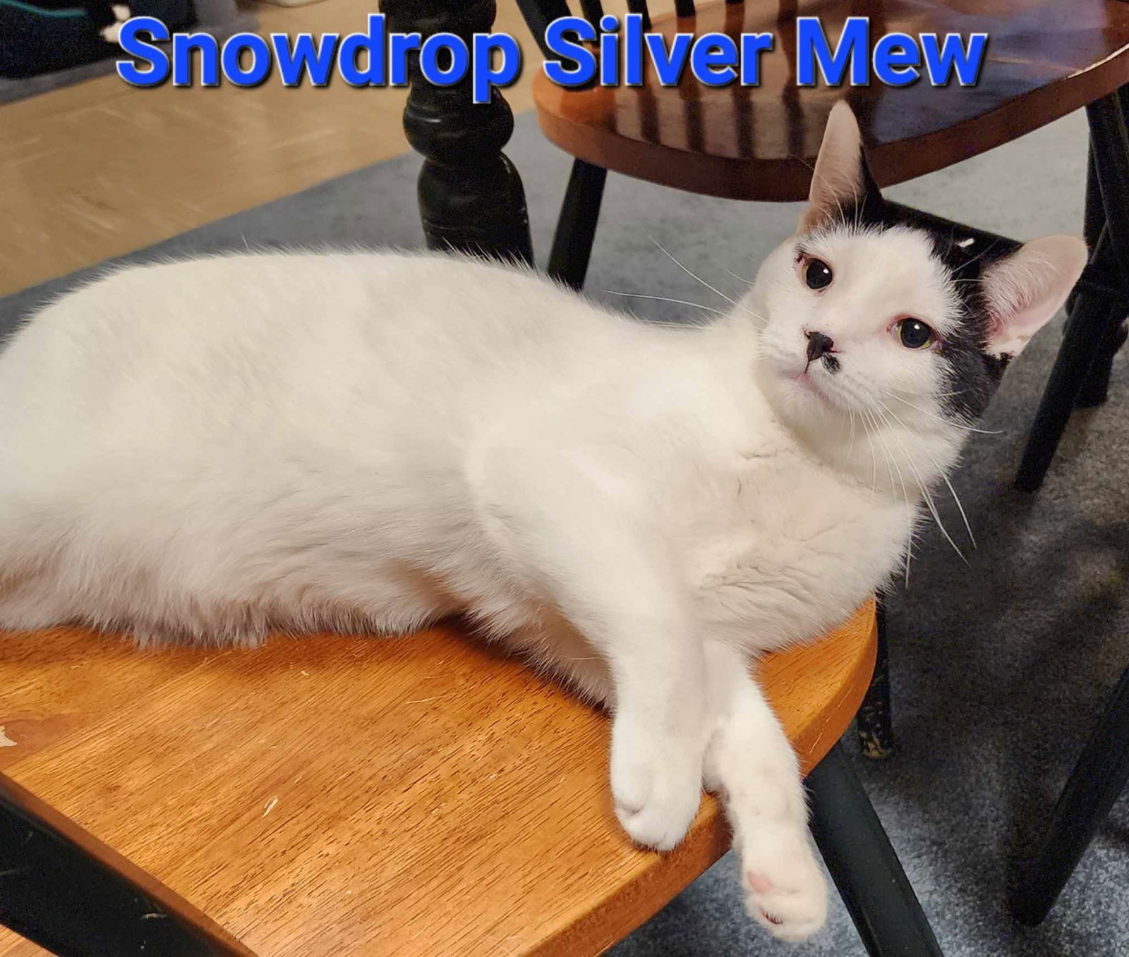 Snowdrop Silver Mew, an adoptable Domestic Short Hair in Rochester, NY, 14626 | Photo Image 2