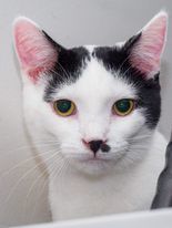 Snowdrop Silver Mew, an adoptable Domestic Short Hair in Rochester, NY, 14626 | Photo Image 3