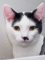 Snowdrop Silver Mew, an adoptable Domestic Short Hair in Rochester, NY, 14626 | Photo Image 3