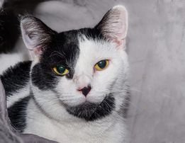 Pumpkin Pounce Quick, an adoptable Domestic Short Hair in Rochester, NY, 14626 | Photo Image 1