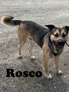 Rosco