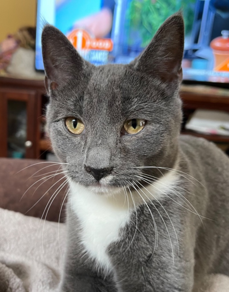 Glen, an adoptable Domestic Short Hair in Brainardsville, NY, 12915 | Photo Image 1