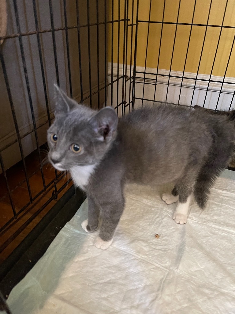 Glen, an adoptable Domestic Short Hair in Brainardsville, NY, 12915 | Photo Image 2