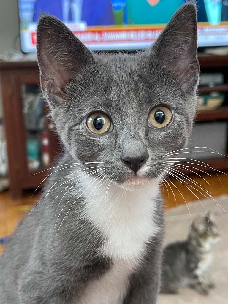 Glen, an adoptable Domestic Short Hair in Brainardsville, NY, 12915 | Photo Image 3