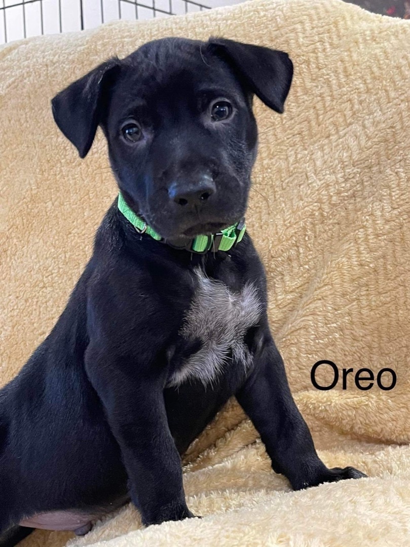 Oreo