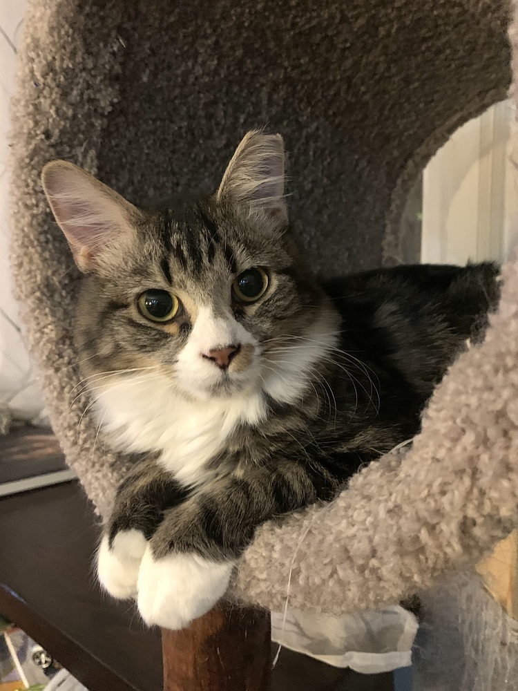 FLYNN (DOB ~MARCH/APRIL 2022) - formerly Fluffy, an adoptable Domestic Medium Hair in Burlington, NC, 27215 | Photo Image 1