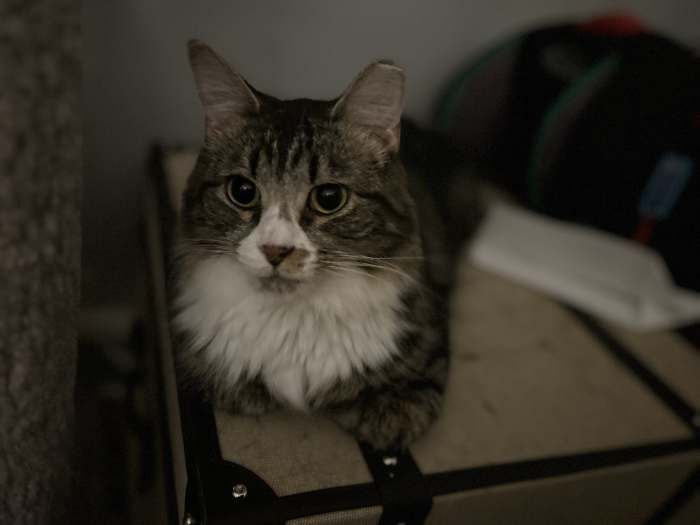 FLYNN (DOB ~MARCH/APRIL 2022) - formerly Fluffy, an adoptable Domestic Medium Hair in Burlington, NC, 27215 | Photo Image 4