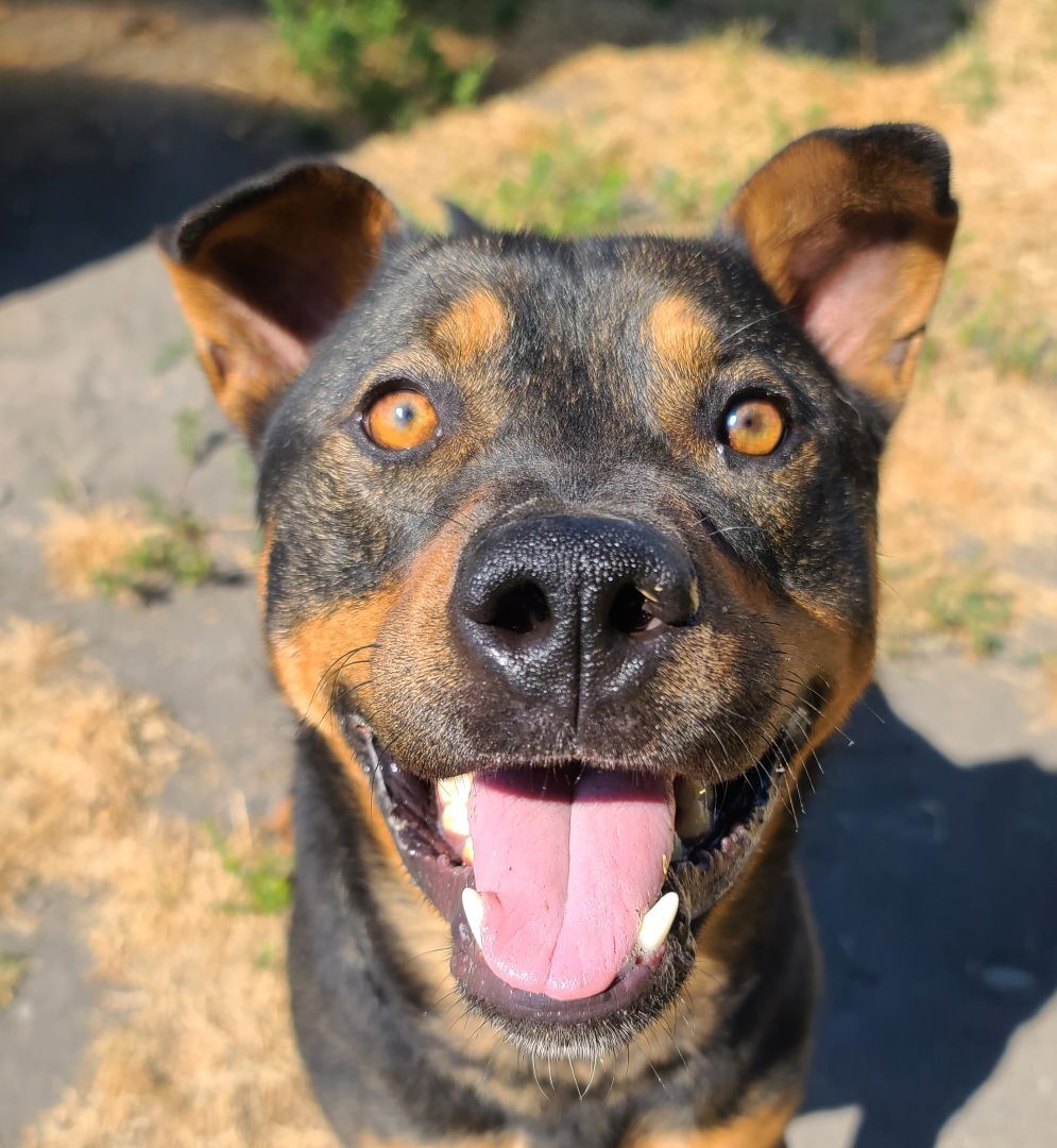 Milo, an adoptable Rottweiler in Longview, WA, 98632 | Photo Image 2