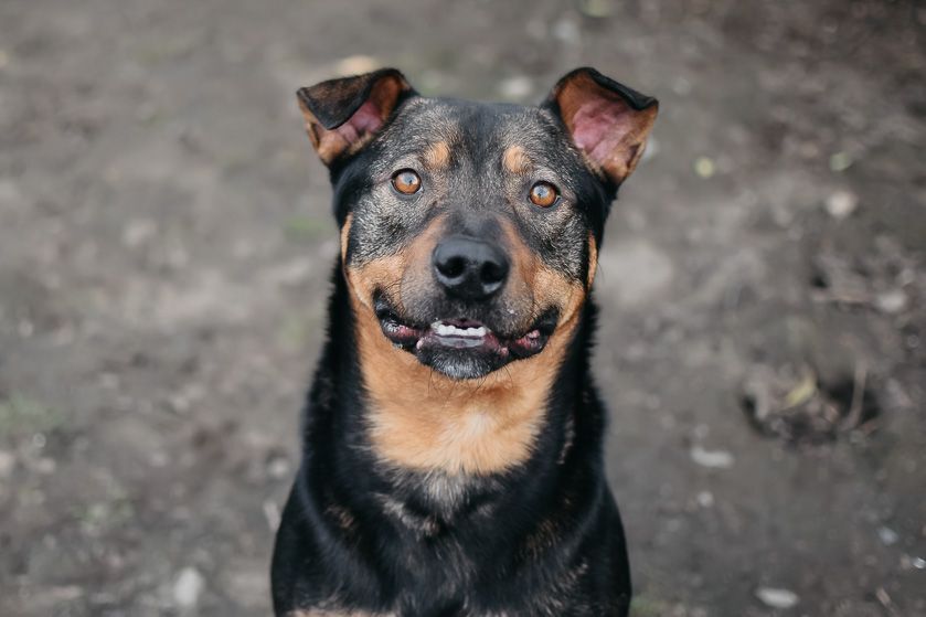 Milo, an adoptable Rottweiler in Longview, WA, 98632 | Photo Image 1