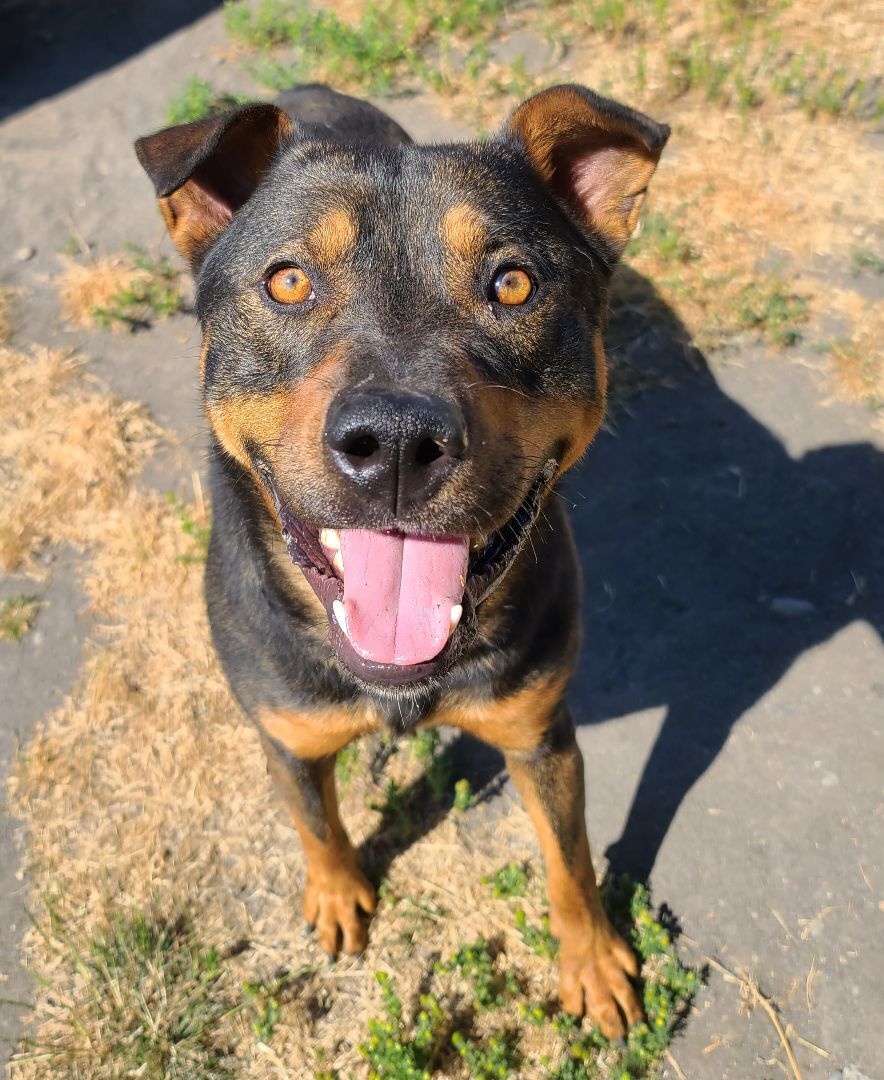 Milo, an adoptable Rottweiler in Longview, WA, 98632 | Photo Image 3