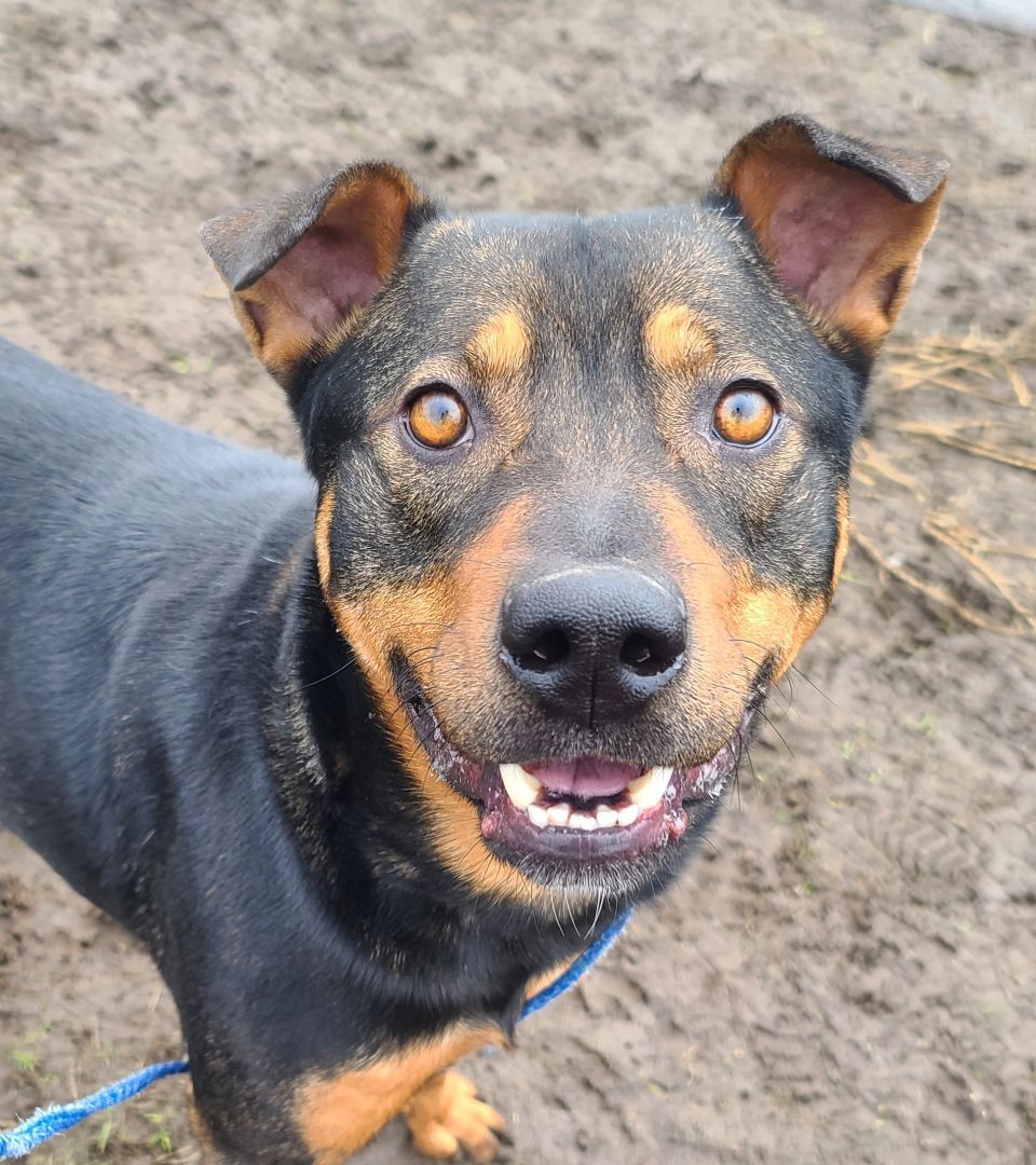 Milo, an adoptable Rottweiler in Longview, WA, 98632 | Photo Image 4