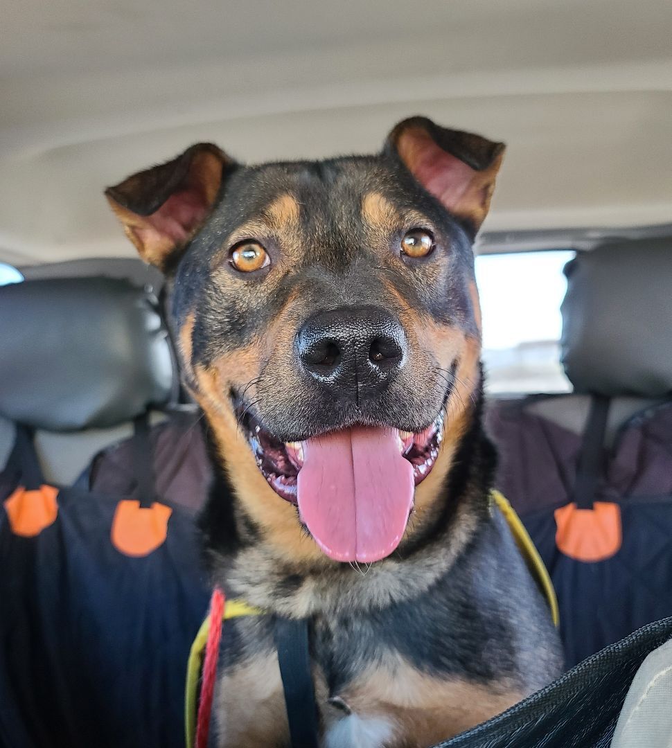 Milo, an adoptable Rottweiler in Longview, WA, 98632 | Photo Image 5