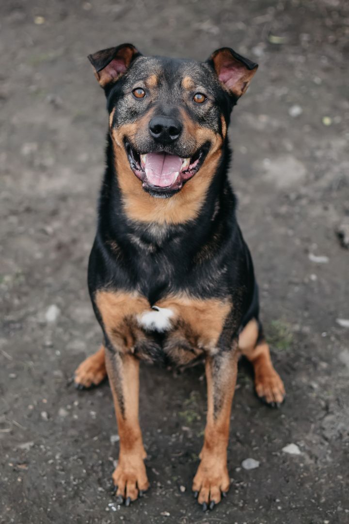 Milo, an adoptable Rottweiler in Longview, WA, 98632 | Photo Image 6