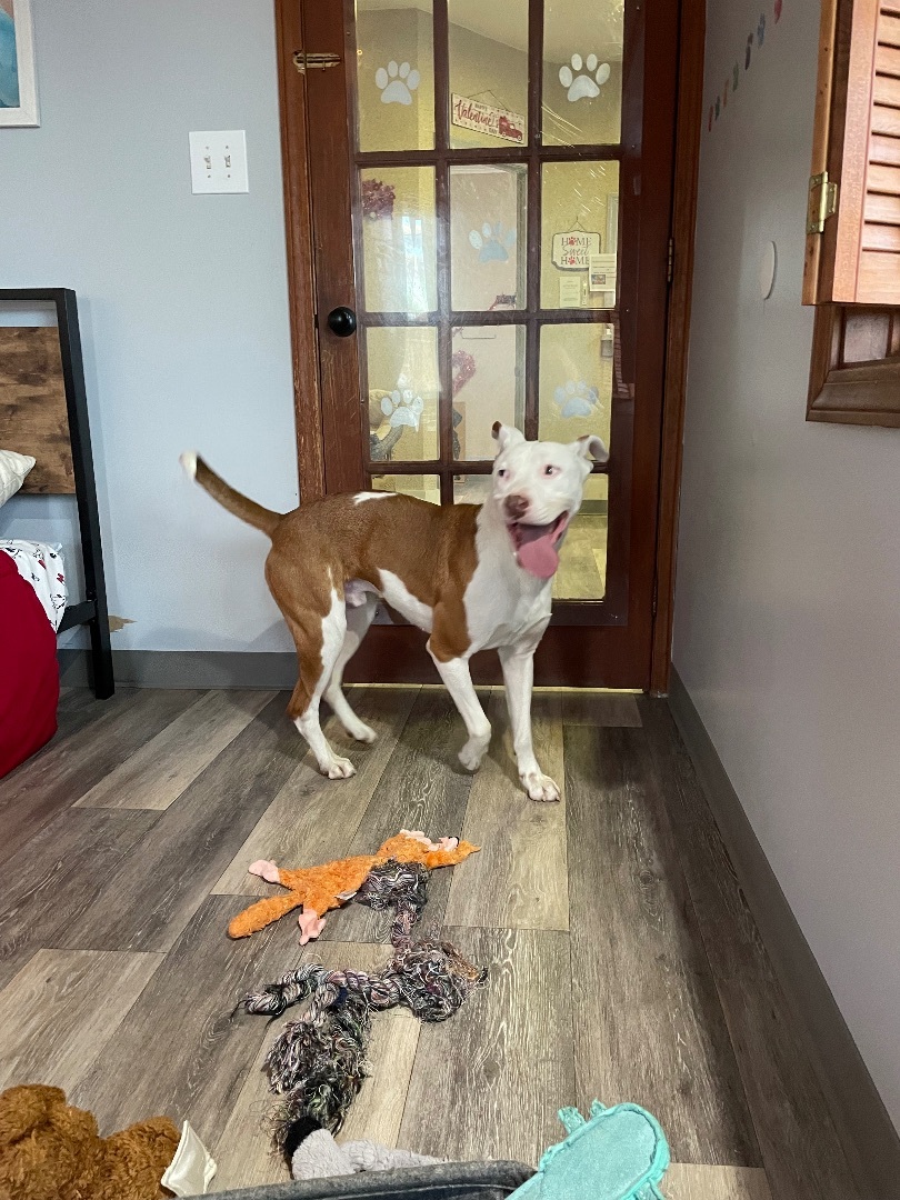 Chief (looking for foster or adopter in Buffalo, NY)