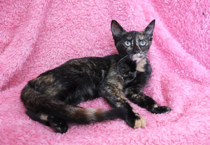 Sunny Samantha, an adopted Domestic Short Hair & Tortoiseshell Mix in Saint Augustine, FL_image-1
