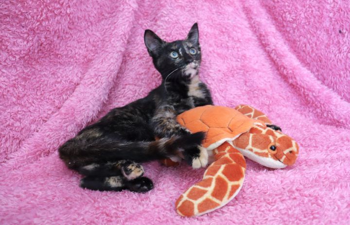 Sunny Samantha, an adopted Domestic Short Hair & Tortoiseshell Mix in Saint Augustine, FL_image-3