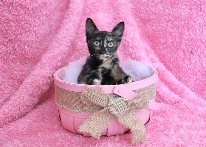 Sunny Samantha, an adopted Domestic Short Hair & Tortoiseshell Mix in Saint Augustine, FL_image-4