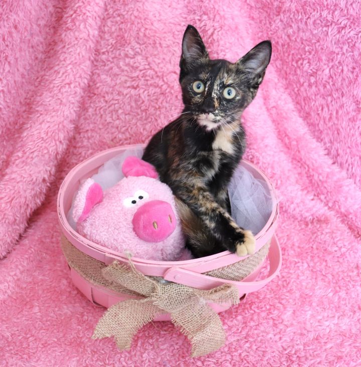 Sunny Samantha, an adopted Domestic Short Hair & Tortoiseshell Mix in Saint Augustine, FL_image-6