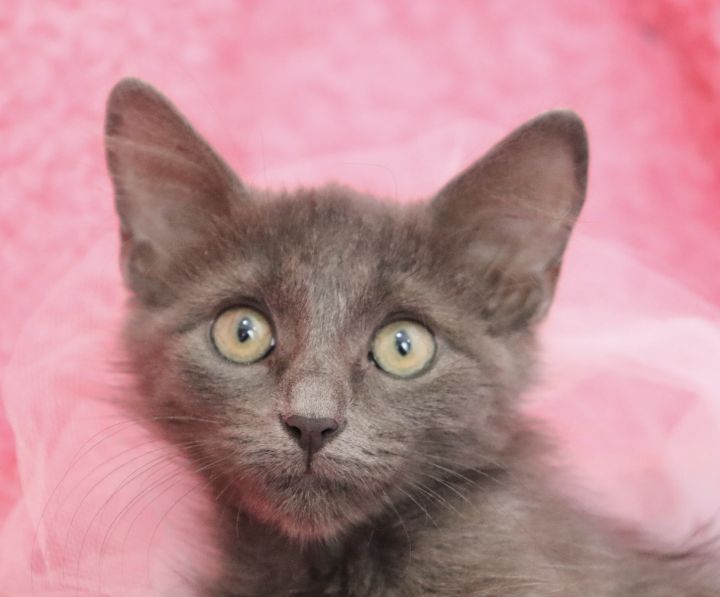 Ash, an adopted Russian Blue & Turkish Angora Mix in Saint Augustine, FL_image-3