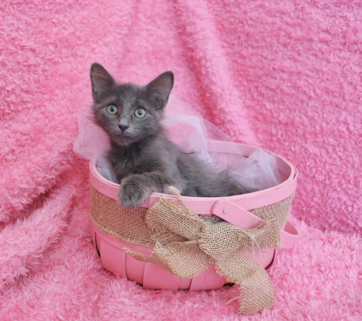 Ash, an adopted Russian Blue & Turkish Angora Mix in Saint Augustine, FL_image-4