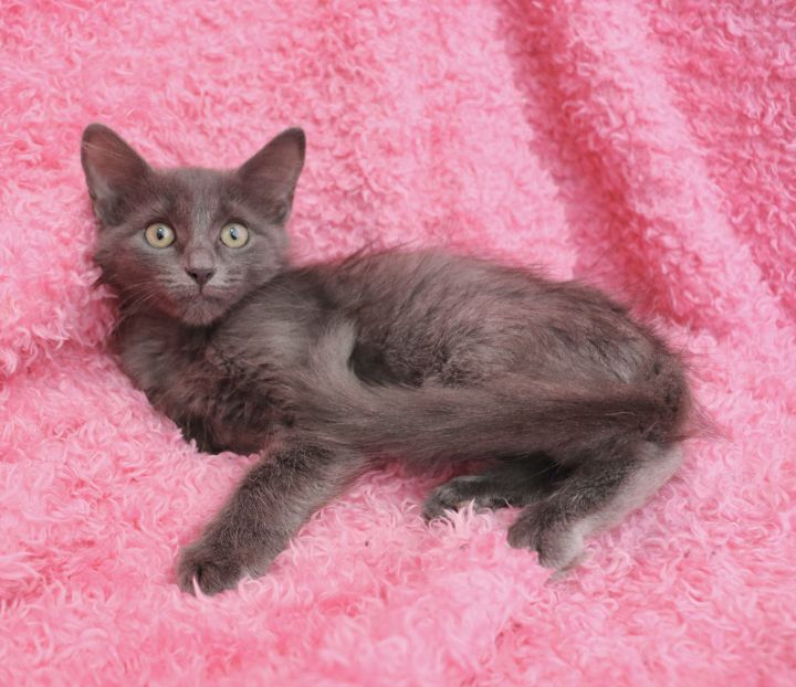 Ash, an adopted Russian Blue & Turkish Angora Mix in Saint Augustine, FL_image-5