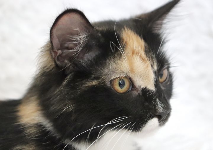 Latte, an adopted Domestic Long Hair & Tortoiseshell Mix in Saint Augustine, FL_image-2