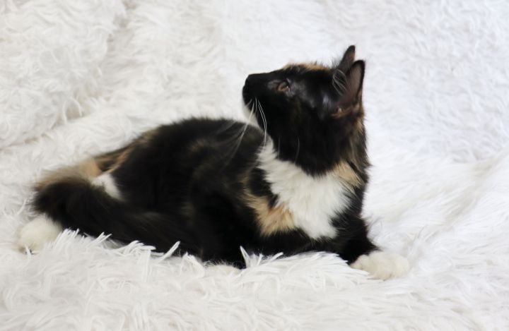 Latte, an adopted Domestic Long Hair & Tortoiseshell Mix in Saint Augustine, FL_image-6
