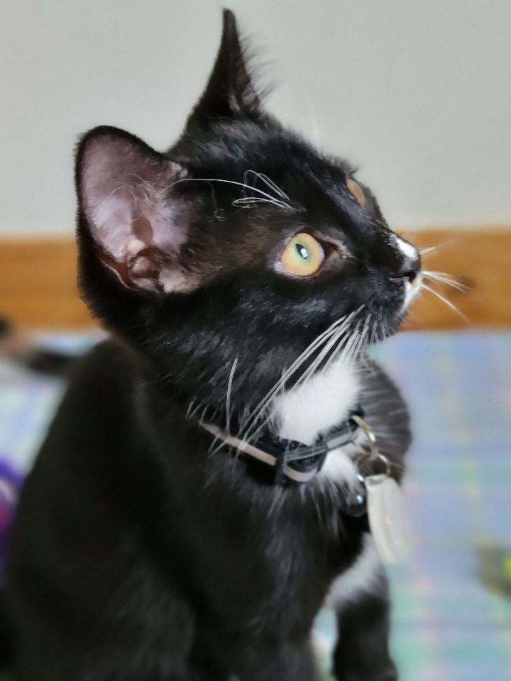 Snoopy, an adopted Domestic Short Hair in Swartz Creek, MI_image-4