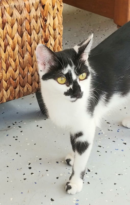 Pepper, an adoptable Domestic Short Hair in Ocala, FL, 34482 | Photo Image 1