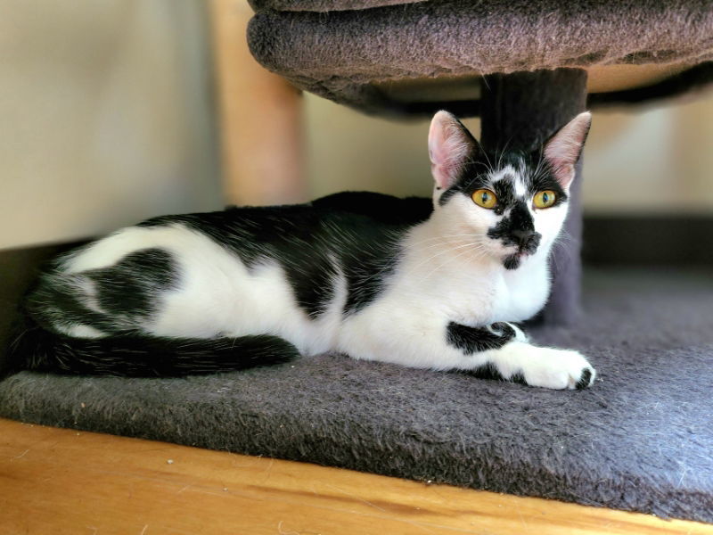 Pepper, an adoptable Domestic Short Hair in Ocala, FL, 34482 | Photo Image 2