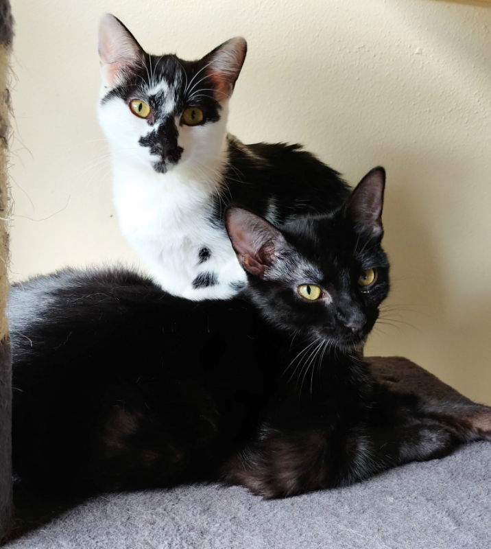 Pepper, an adoptable Domestic Short Hair in Ocala, FL, 34482 | Photo Image 3