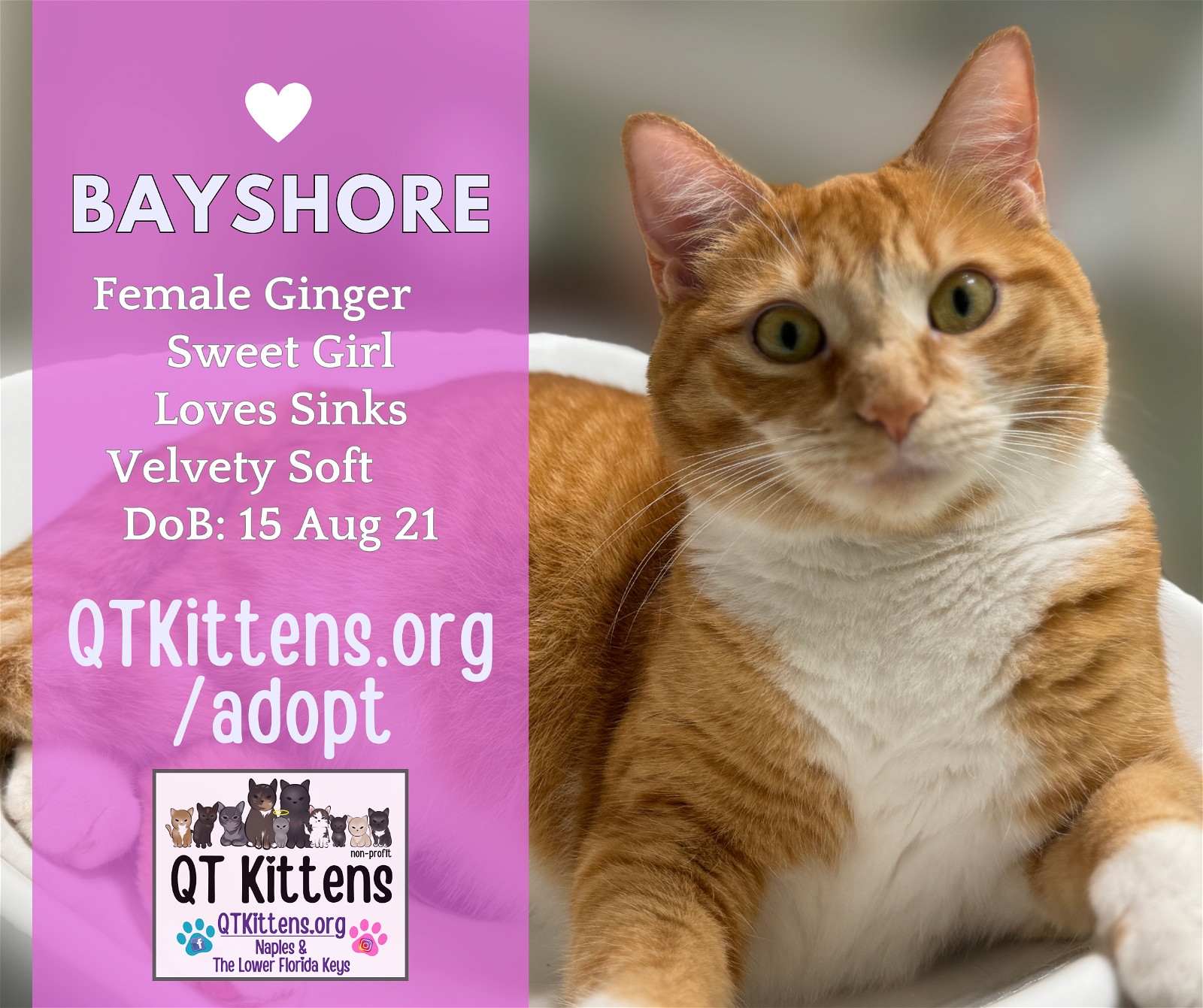 Bayshore, an adoptable Domestic Short Hair in Naples, FL, 34114 | Photo Image 1