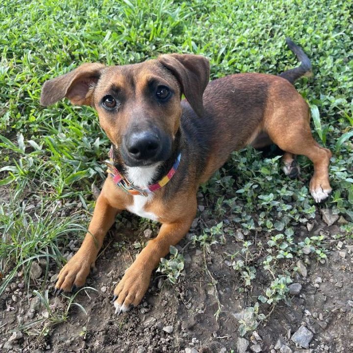Holiday, an adoptable Hound & Dachshund Mix in Carencro, LA_image-1