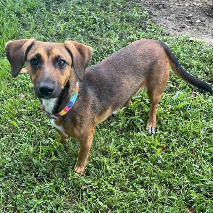 Holiday, an adoptable Hound & Dachshund Mix in Carencro, LA_image-4