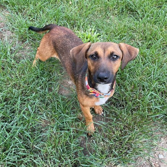 Holiday, an adoptable Hound & Dachshund Mix in Carencro, LA_image-5