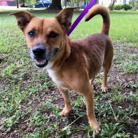 Patterson, an adoptable Terrier Mix in Carencro, LA_image-1