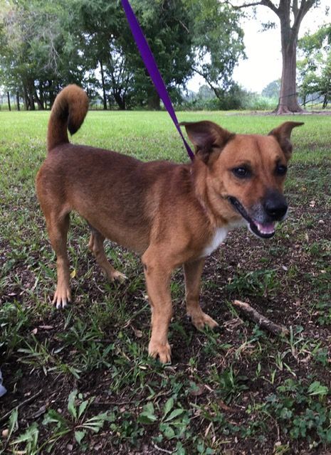 Patterson, an adoptable Terrier Mix in Carencro, LA_image-3