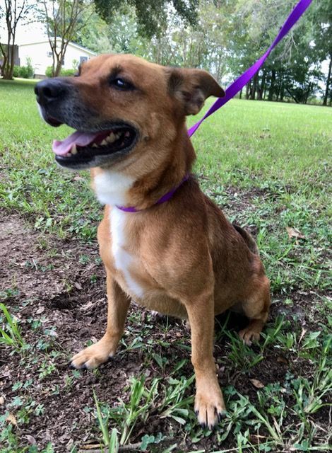 Patterson, an adoptable Terrier Mix in Carencro, LA_image-4