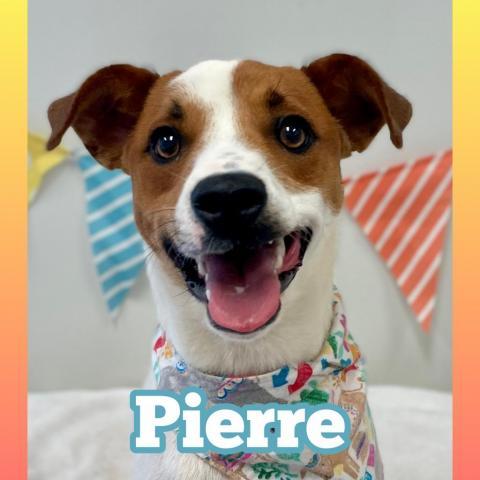 Pierre