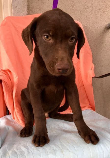 Vecna, an adoptable Labrador Retriever Mix in Carencro, LA_image-4