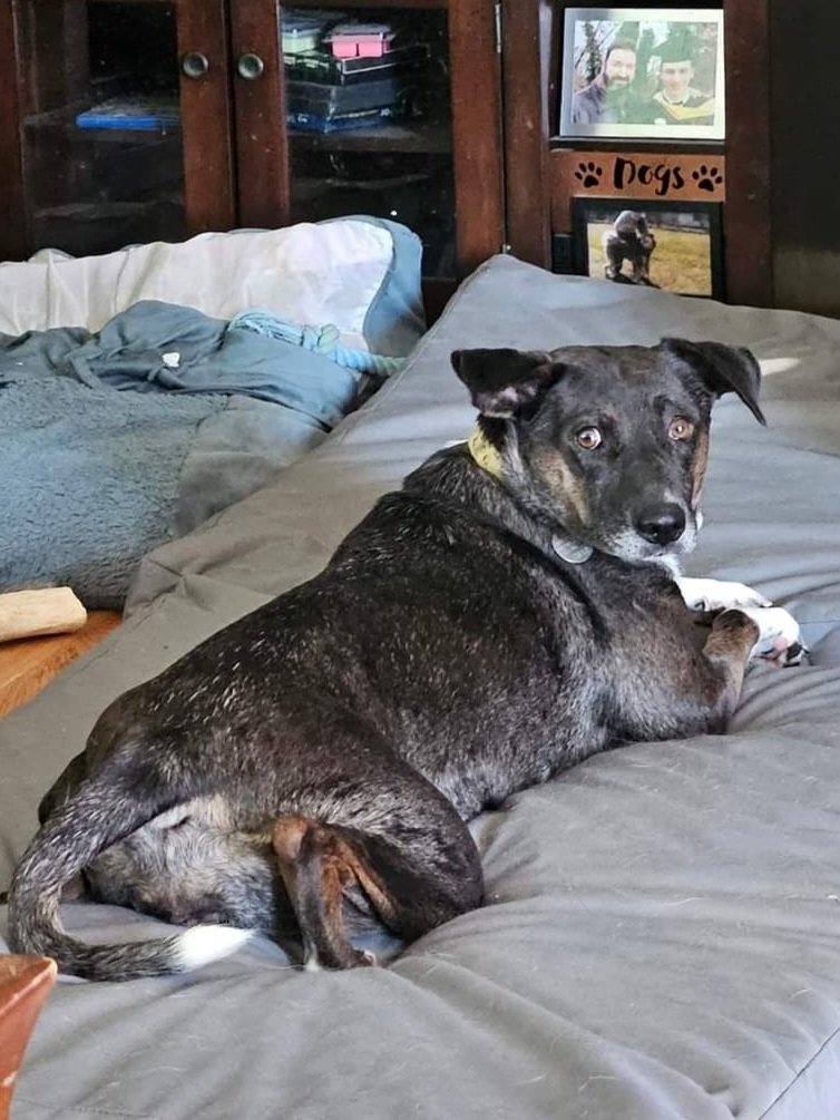 Indy 2619, an adoptable Cattle Dog, German Shepherd Dog in Stephens City, VA, 22655 | Photo Image 3