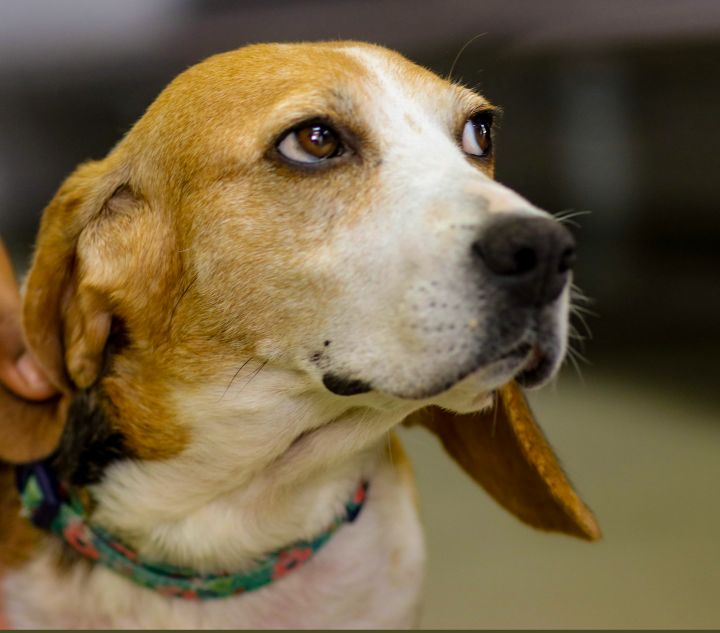 Carley, an adoptable Basset Hound Mix in Knoxville, TN_image-1