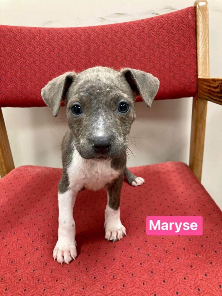 Maryse, an adopted Mixed Breed in Neillsville, WI_image-1