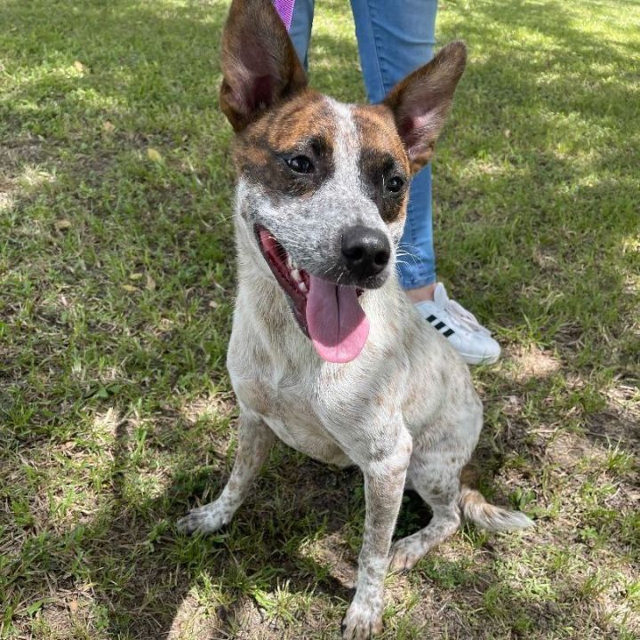 Galaga, an adoptable Cattle Dog Mix in Carencro, LA_image-2