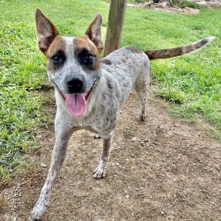 Galaga, an adoptable Cattle Dog Mix in Carencro, LA_image-4