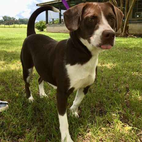 Sip Sip, an adoptable Beagle & Labrador Retriever Mix in Carencro, LA_image-1
