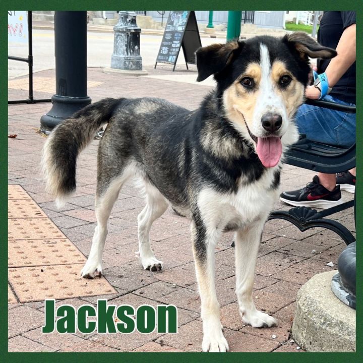Jackson, an adoptable Shepherd & Husky Mix in Oswego, IL_image-5